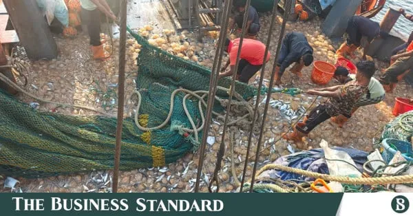 Climate change-linked warming triggers jellyfish surge in Bay, hurting deep-sea fishing - The Business Standard